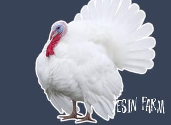 Хайбрид конвертер инкубационные яйца индюков, мясной результат