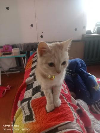 Отдам котят британцев