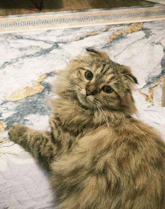Домашняя кошка