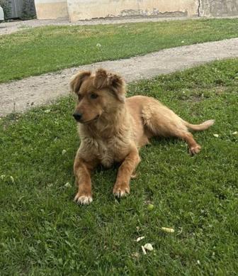 Отдам собачку в добрые руки