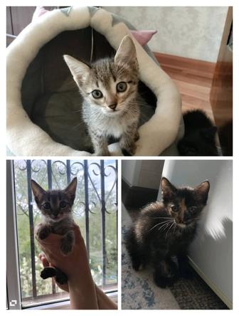 Котята ищут дом!