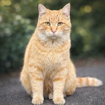 Котик ищет дом