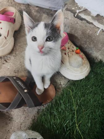 Отдам котенка