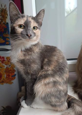 -34 в Усть-Каменогорске было, а БАБОЧКА это ее имя.