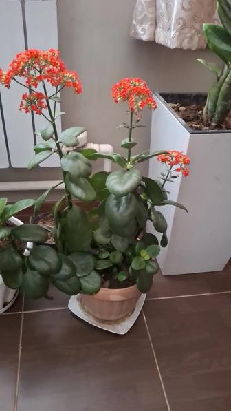 Комнатные цветы