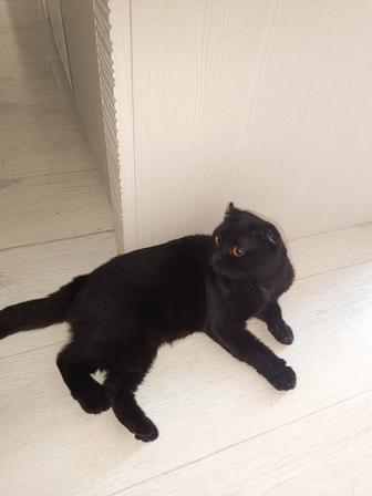 Кот отдам!Хороший руки!