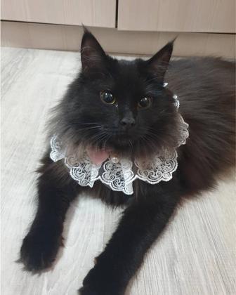 Девочка кошечка ищет наилучший дом!