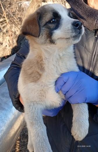 Щенки даром