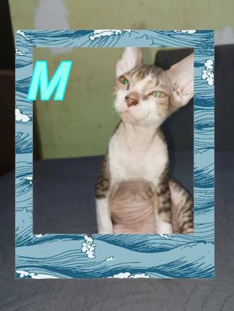 Канадский сфинкс