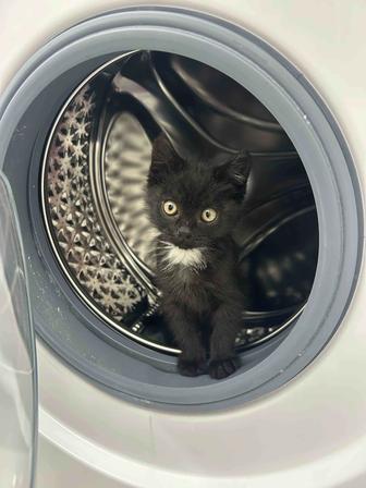 Котенок( только в добрые руки )