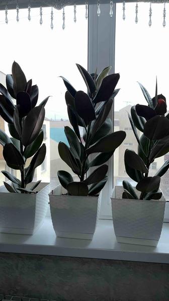 Домашние цветы