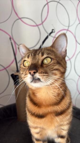 Бенгальская кошка, возраст 2 года, кошка с характером