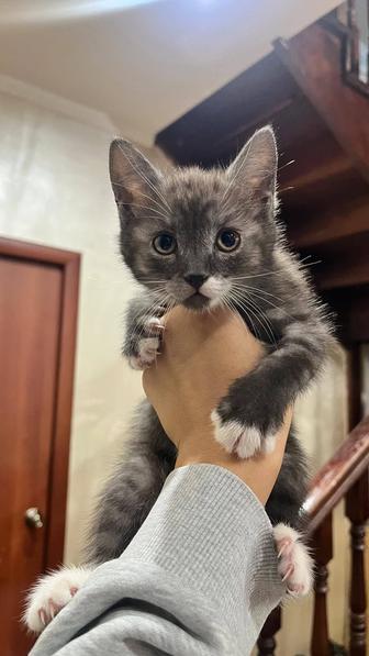 Котята даром