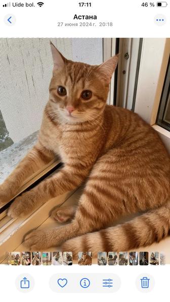 Отдам кота в хорошие добрые руки