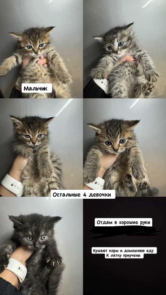 Отдам в хорошие руки котят