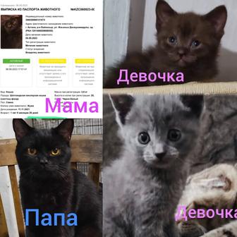 Котята девочки