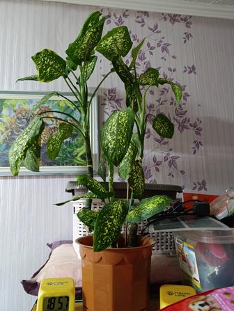 Диффенбахия