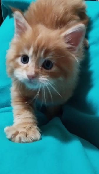 Котята полидакты и классика Мейн-куны