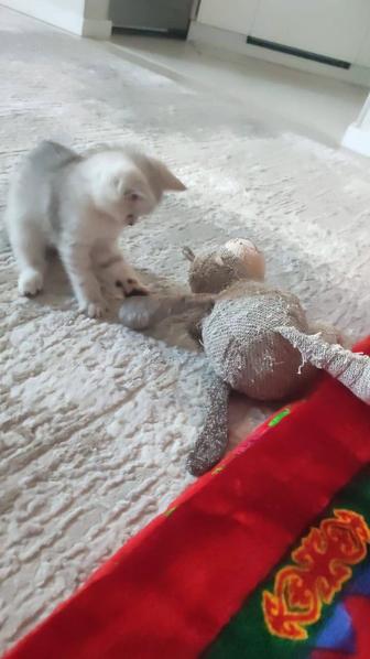 Продается котенок