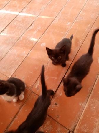 Котенок 2 мес. Кушают все, к лотку приучены. В добрые руки, район Евразия