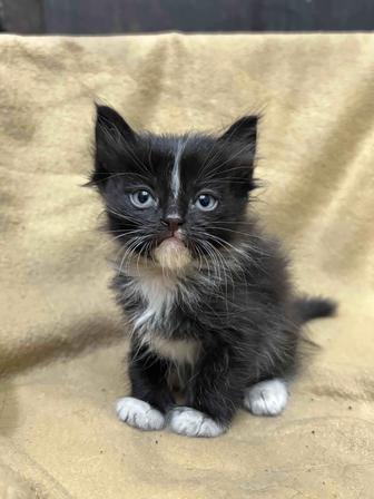 отдаю котят