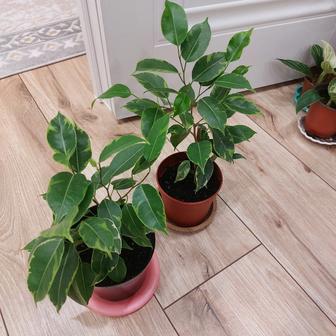 Комнатный цветок