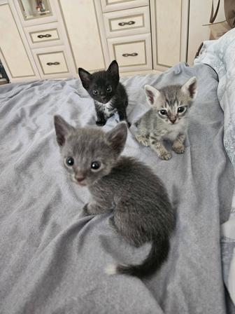 Отдам бесплатно котят