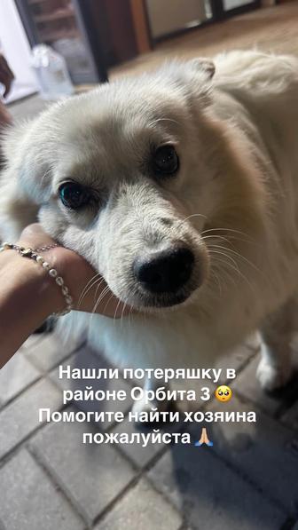 Нашли собаку шпиц самоед