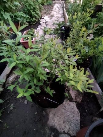 Продам кустарники