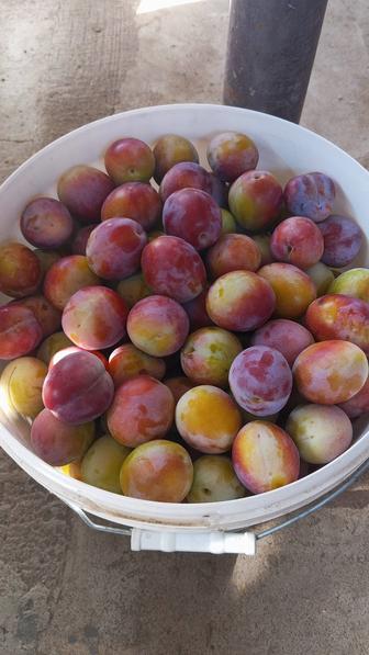 Вкусная Слива