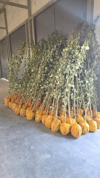 Газон Деревья