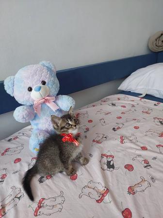 Котёнок девочка 2 месяцев