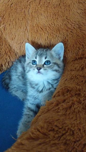 Продам домашнего шотландского котенка