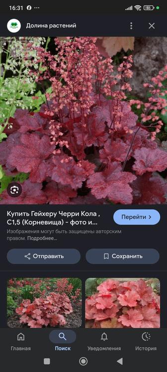 Садовый цветок гейхера