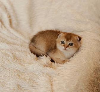 Шиншиллы Скоттиш Фолд золотые