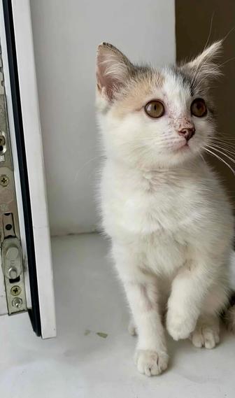 Отдам котенка в добрые руки