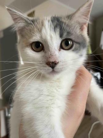 Отдам котенка в добрые руки