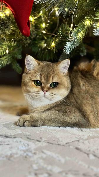 Продаю кошку породы Скоттиш страйт шиншилла