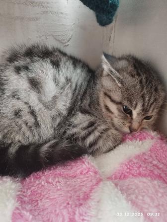 Кошечка в добрые руки