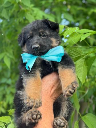 Щенки немецкой овчарки