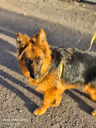 Продам полностью привитую  немецкая овчарка,д/ш