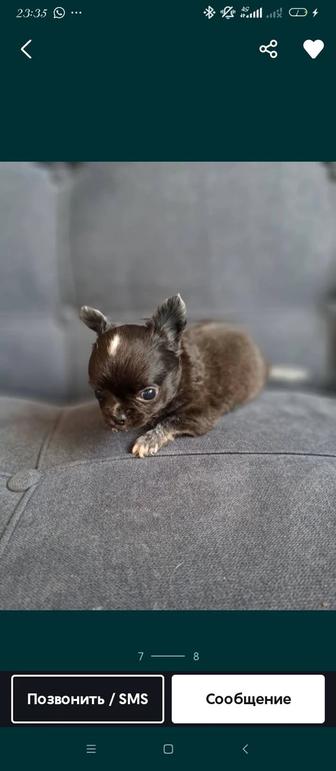 Продам мини чихуахуа