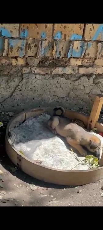 Красавчики щеночки