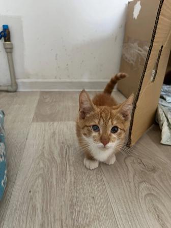 Котенок ищет любящих родителей