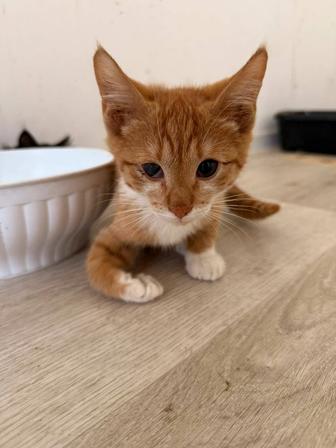 Котенок ищет любящих родителей