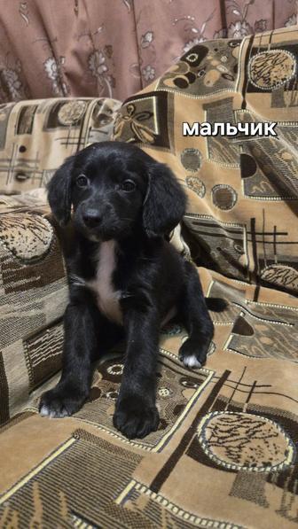 Щенки русского охотничьего спаниеля