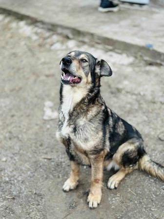 Гайда. Собака ищет семью