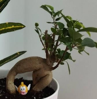 Фикус бонсай