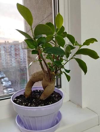 Фикус бонсай