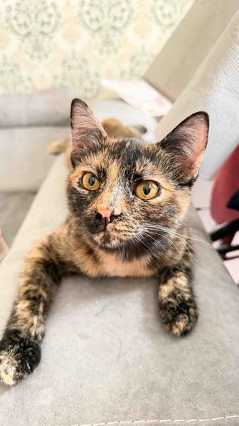 Аялы алақанға мысық беріледі